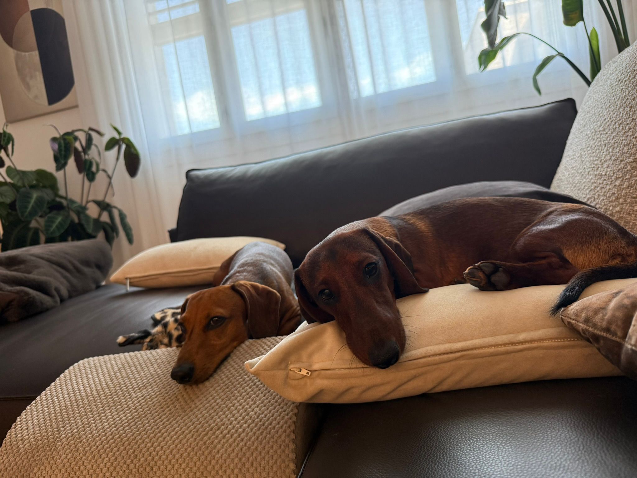 Due cani tranquilli in un ambiente familiare