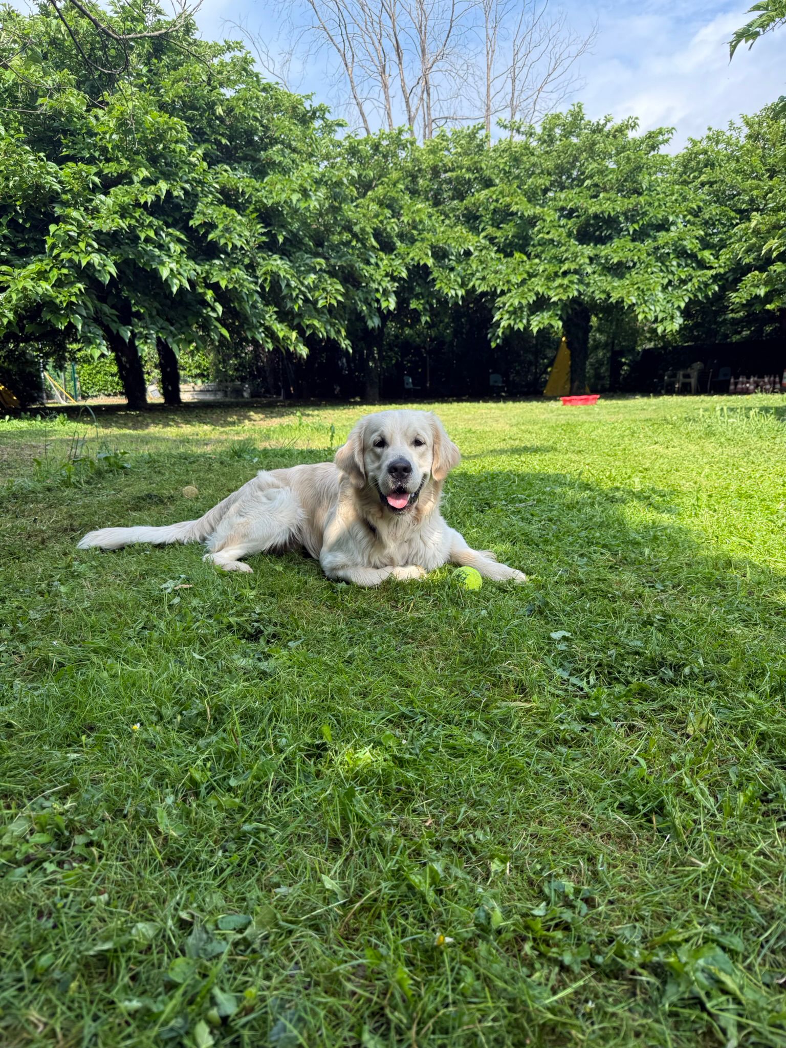 Cane rilassato nel giardino Cloeshouse