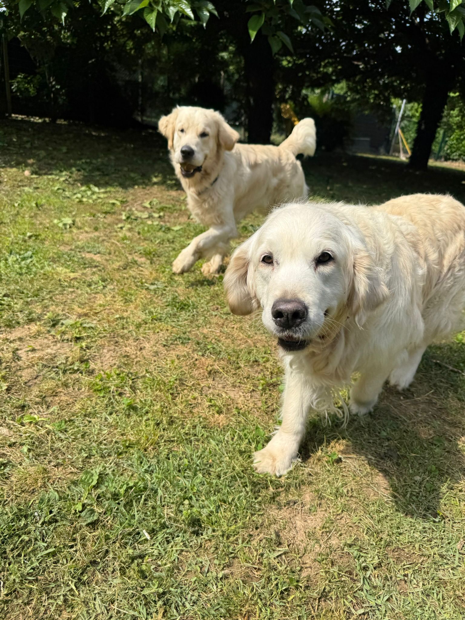 Due cani nel giardino Cloeshouse