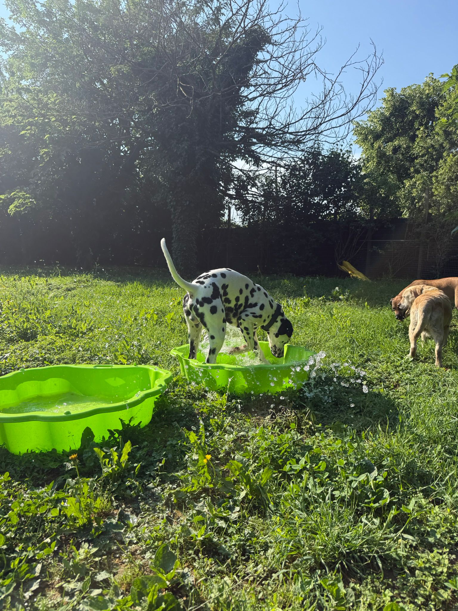 Cani durante un momento di cura all aperto